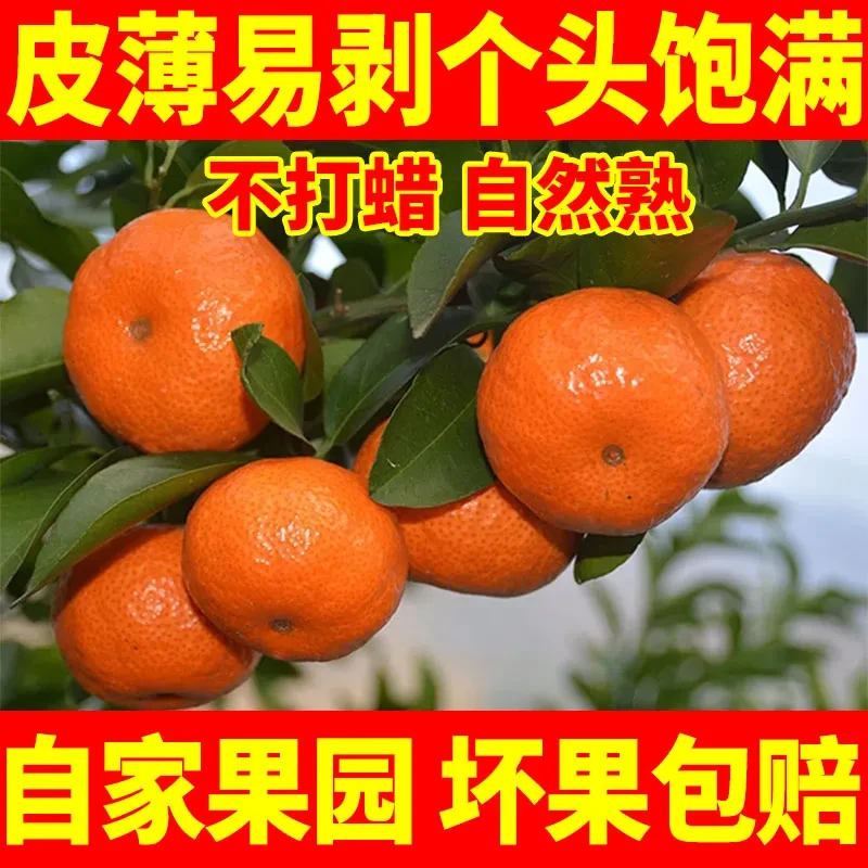 正宗广西砂糖橘头茬新鲜上市橘子桔子3/5/9斤成熟香甜皮薄