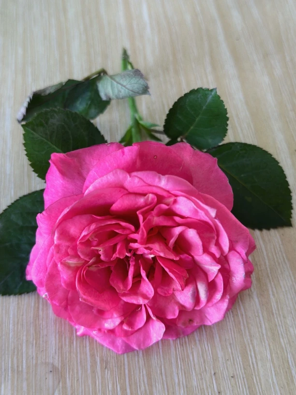 【蒨】独棵一加仑粉色清香月季花盆栽