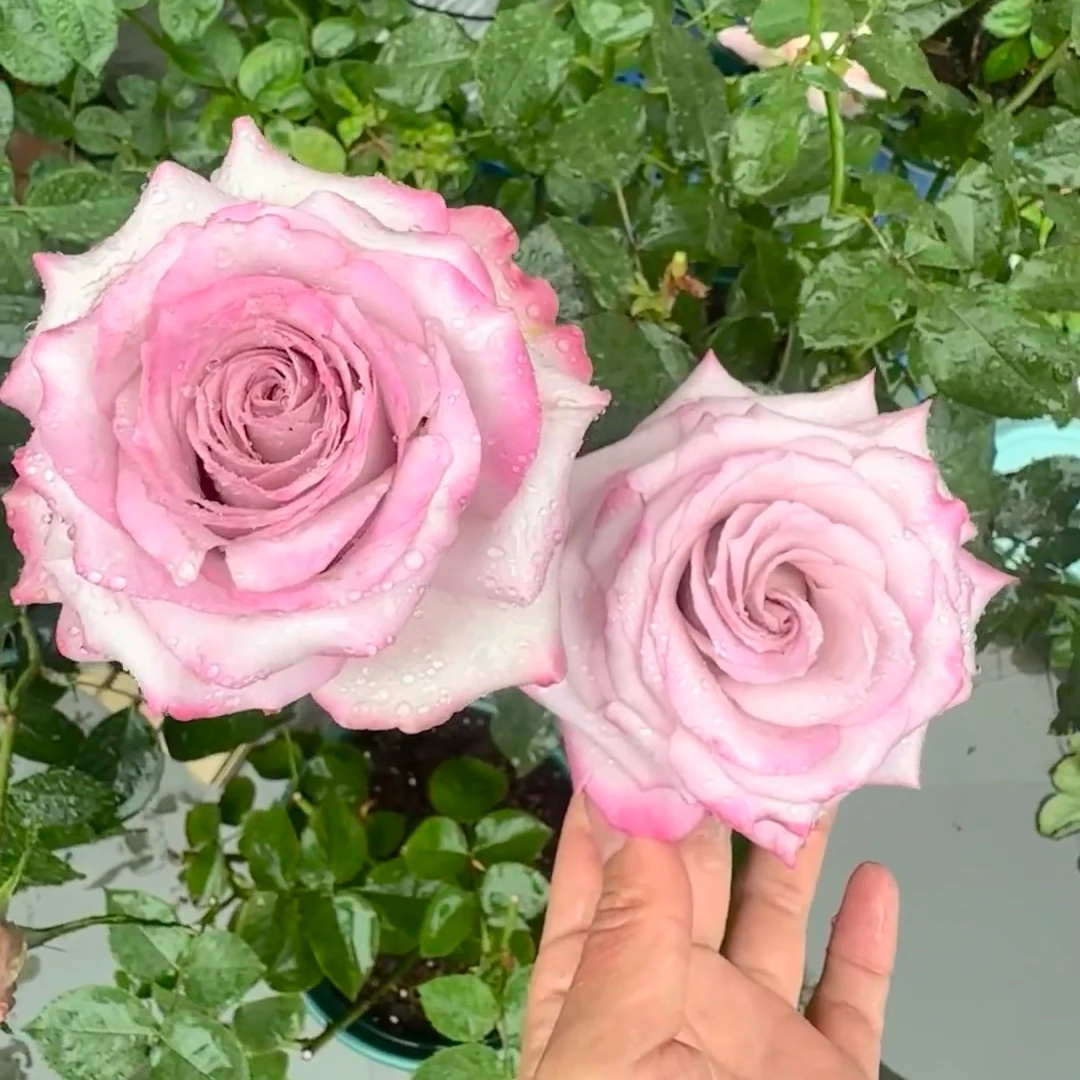 【气场】一加仑独棵粉紫复色系酒杯状切花品种月季花盆栽