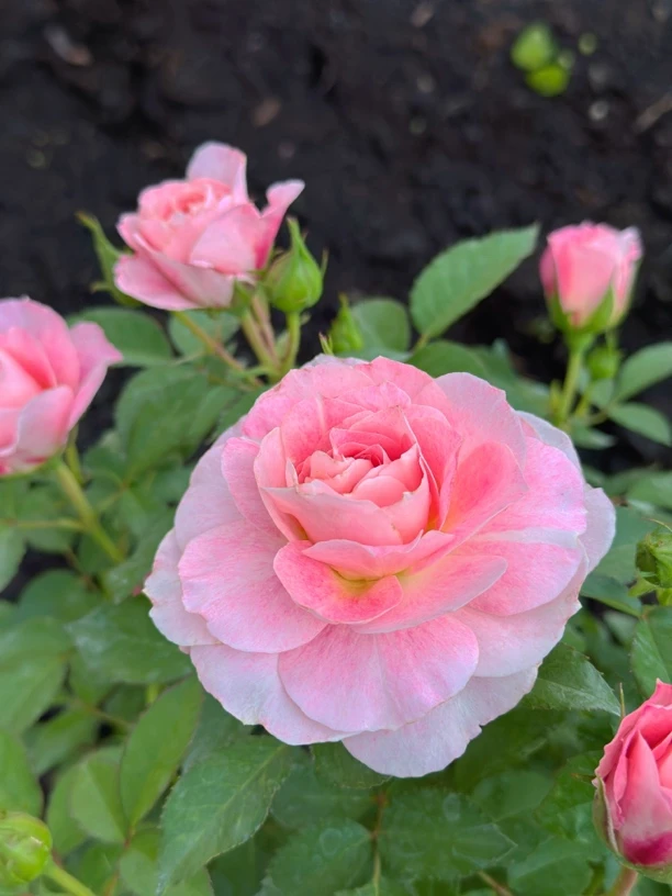 【海神王】一加仑多棵阳台庭院好养护抗病性强月季盆栽