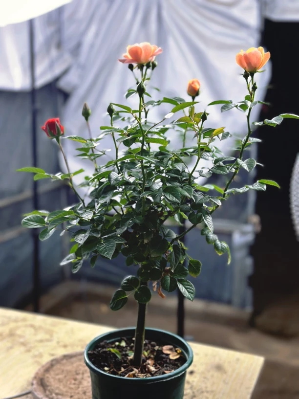 【棒棒糖】独棵蔷薇根杆嫁接棒棒糖月季花盆栽