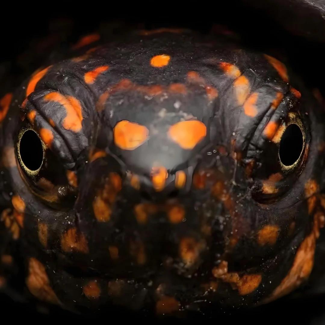 超萌好物人工养殖斯里兰卡黑山龟观赏龟直播链接深水半水浅水西非