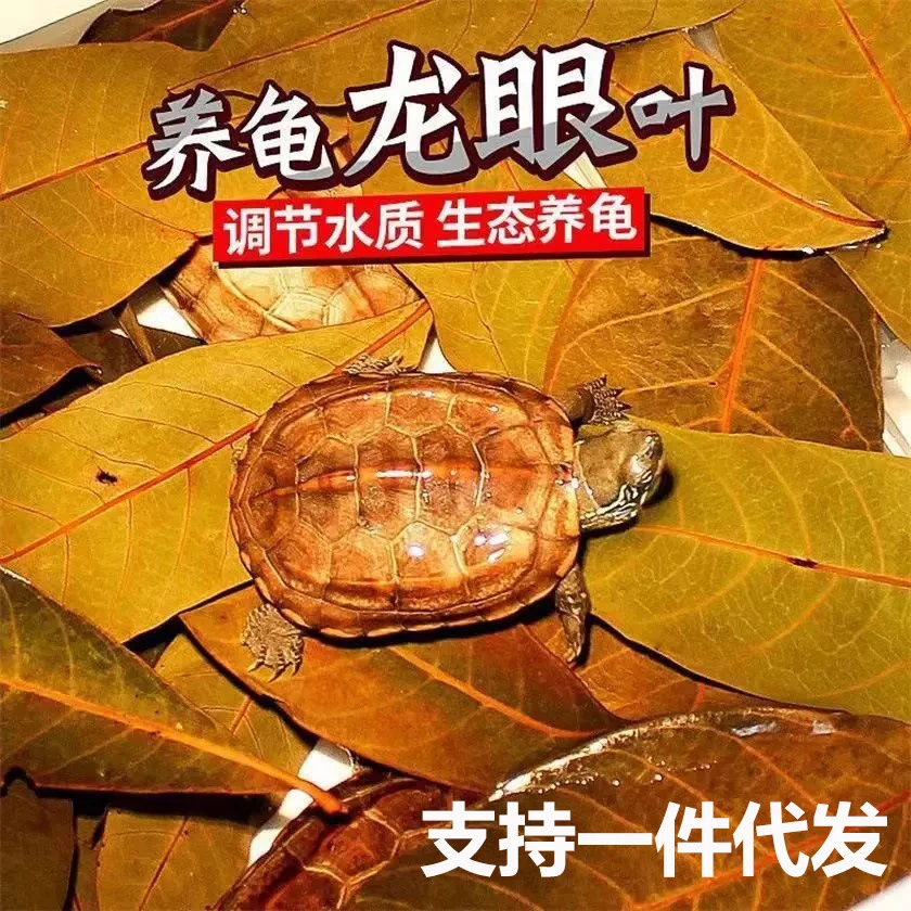 超萌好物养龟用品龙眼叶自然生态调节改善水质减少乌龟应激预防腐