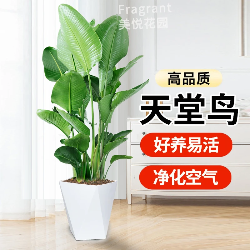 【亏米冲量】1.2-1.3米天堂鸟鹤望兰大型懒人植物室内好养【小溪美悦
