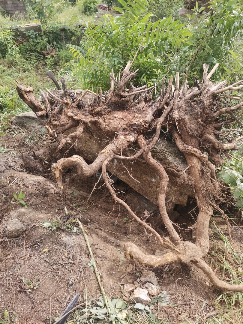 黄荆盆景素材黄荆