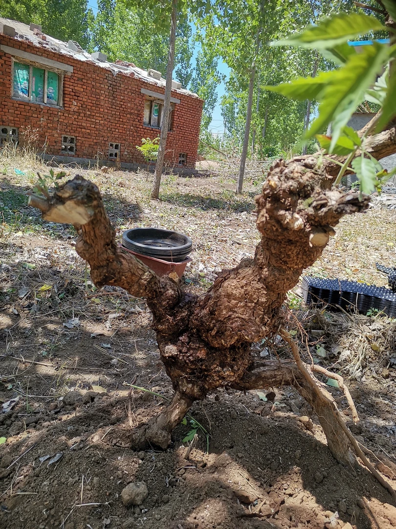 黄荆一物一拍以实物为准