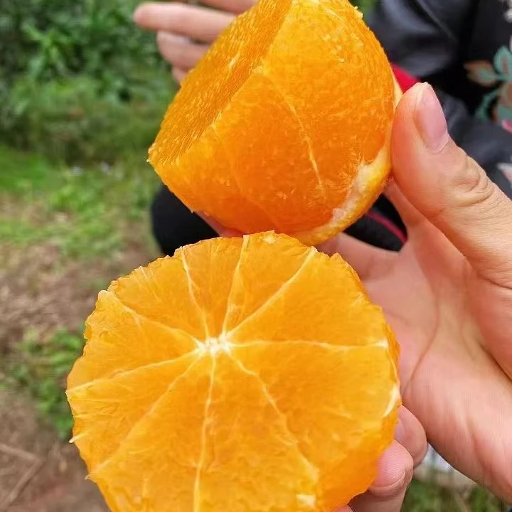 响水滩爱媛果冻橙38号中果