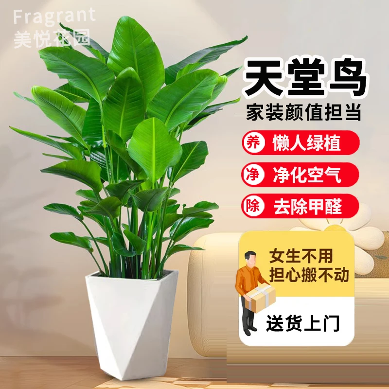 【亏米冲量】1.5-1.6米天堂鸟鹤望兰大型懒人绿植室内好养【秋琦花语