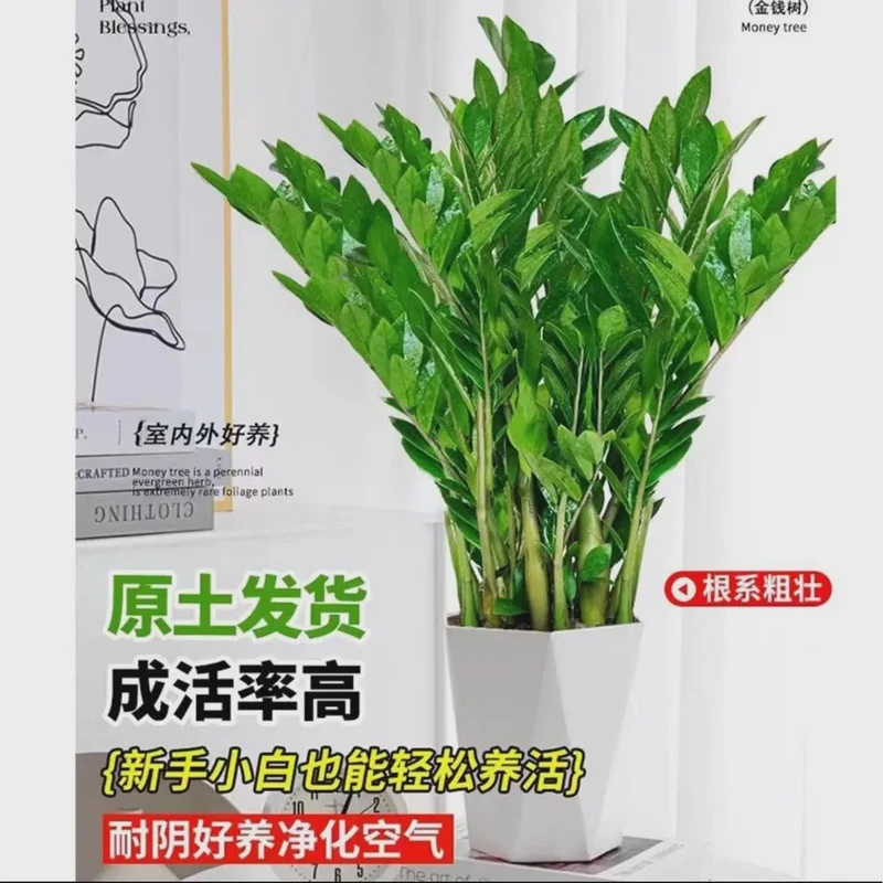 【秋绮花田】金钱树90-100公分15-20株苗带土栽种好发货好养成活