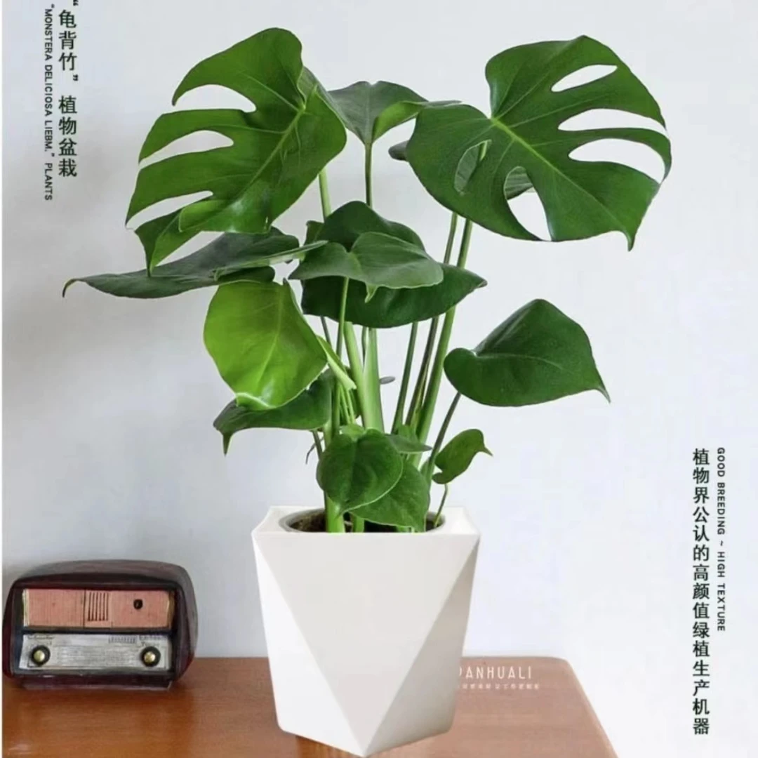 【沐暖】龟背竹盆栽绿植室内阳台客厅办公室懒人植物好养四季常青