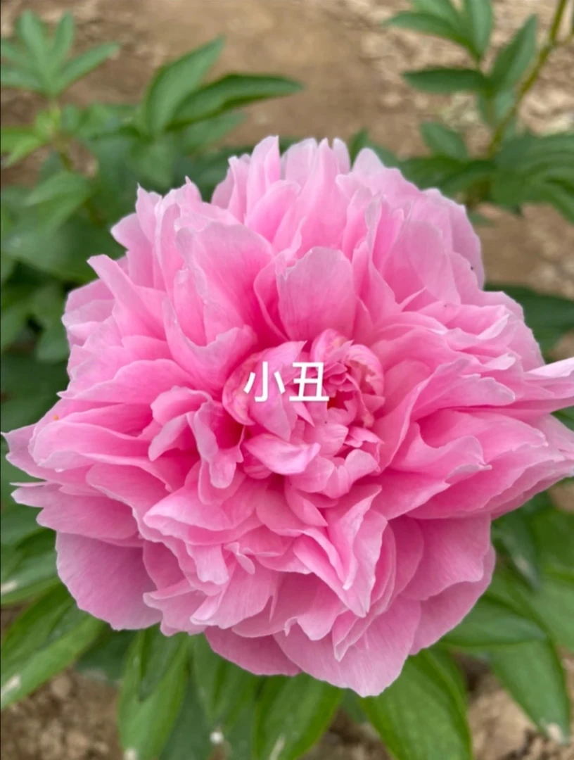 精品芍药小丑菏泽基地发货
