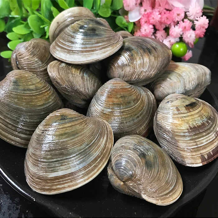 连云港发货_鲜活无沙大蛤蜊 （5-10斤）装 今日下单加送2斤新鲜贝壳