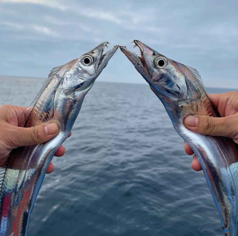 【阿宋来了】3-5两/条 舟山小眼带鱼海钓 新鲜超低温船冻整条发货