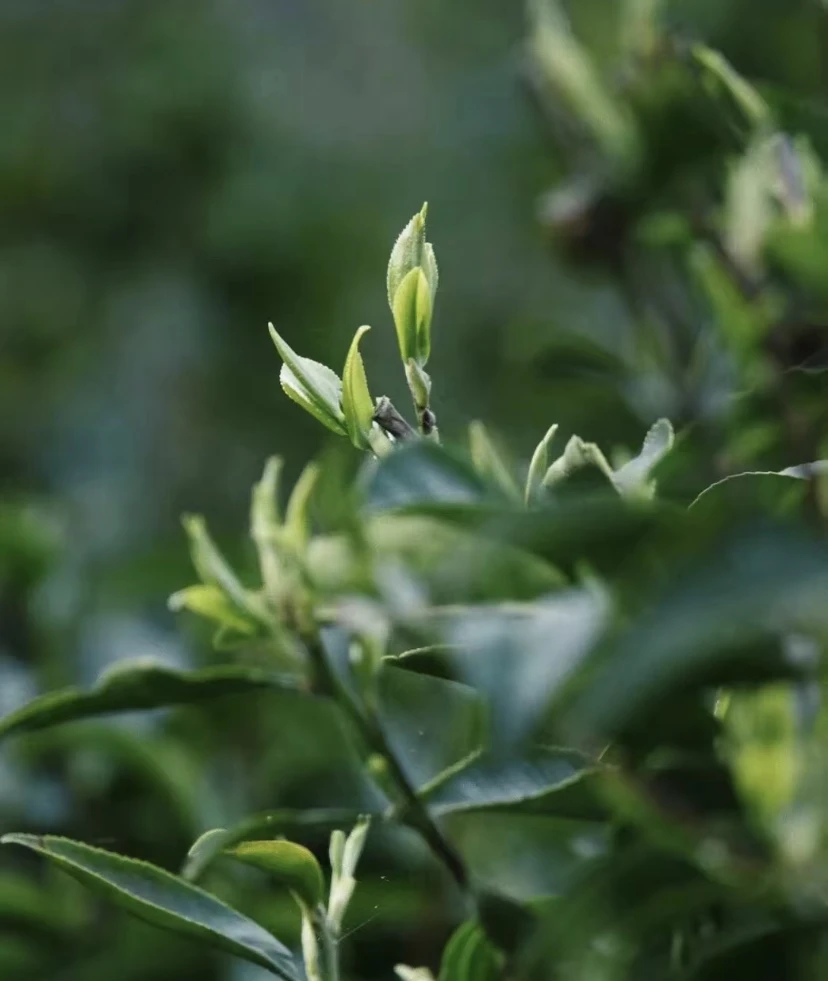 云南临沧通用链接（饼茶）普洱茶生茶