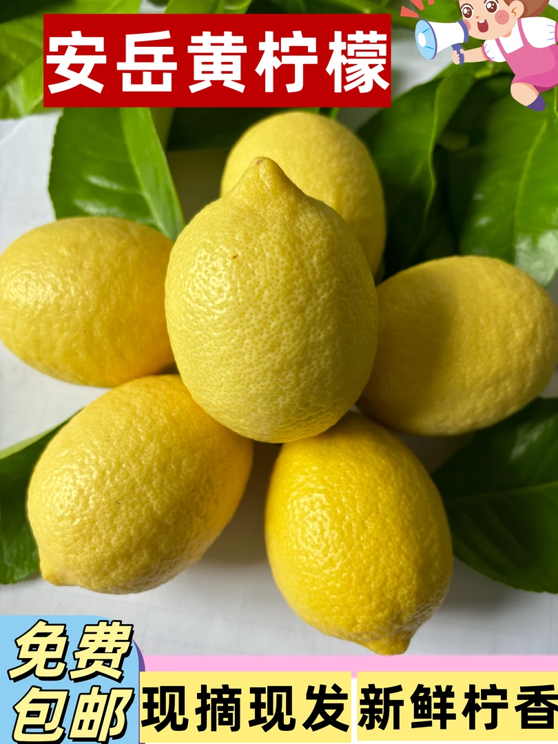 安岳黄柠檬特大果24年薪果上市现摘现发新鲜拧香240g-柠檬鲜果