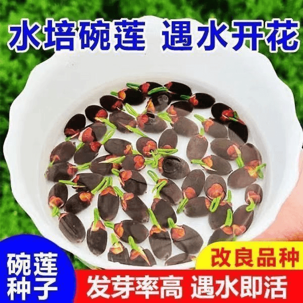 碗莲种七彩五颜六色水培花卉水养四季莲花荷花种莲藕绿植水缸植物