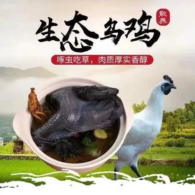 【礼盒装】正宗散养现杀原味白凤乌鸡春节走亲访友肉质鲜嫩顺丰包邮