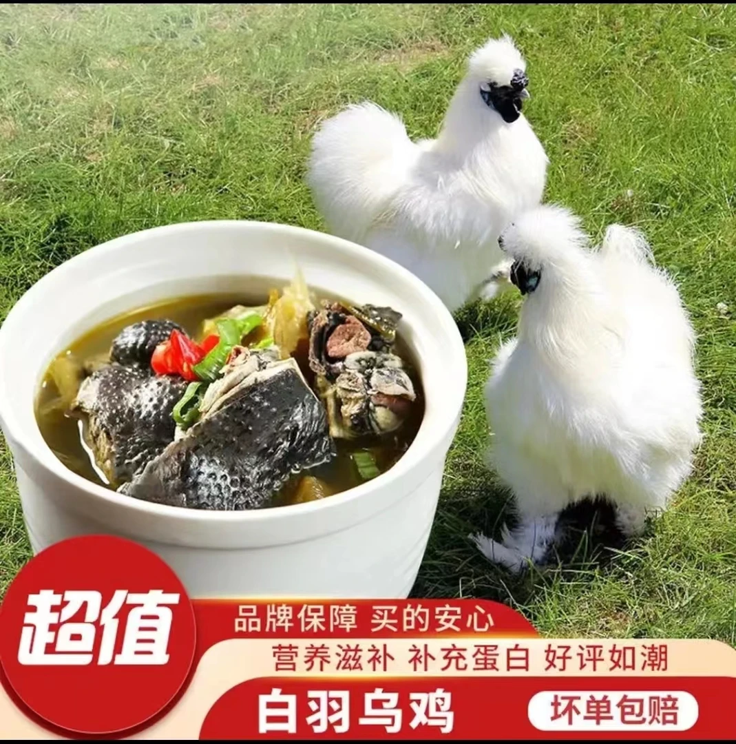 {宠粉福利}正宗林间散养白凤乌鸡肉质鲜嫩顺丰冷链运输煲汤带内脏