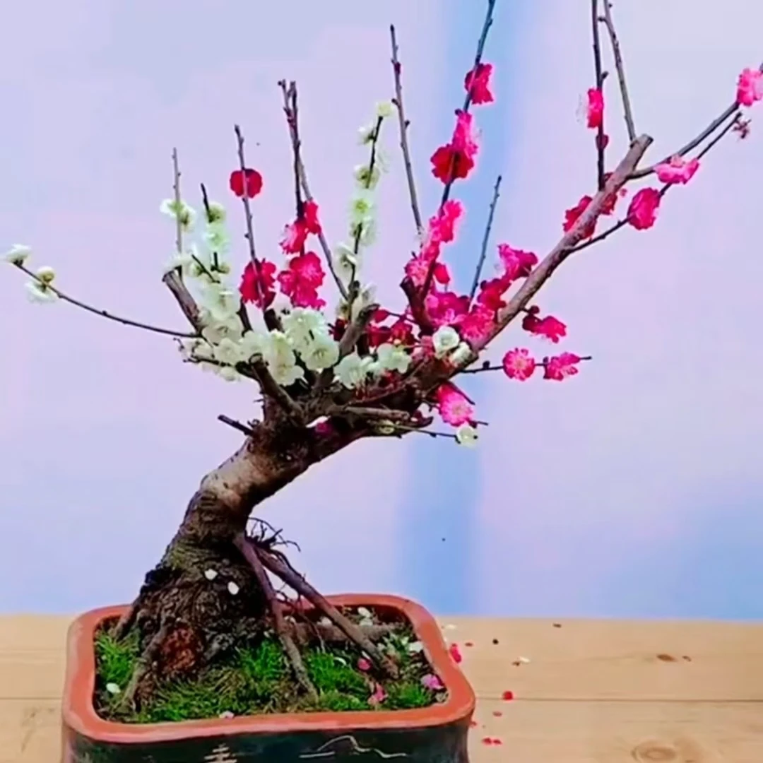 【红绿双色梅】红梅花绿梅耐寒盆景老树桩造型盆栽庭院室内四季腊梅