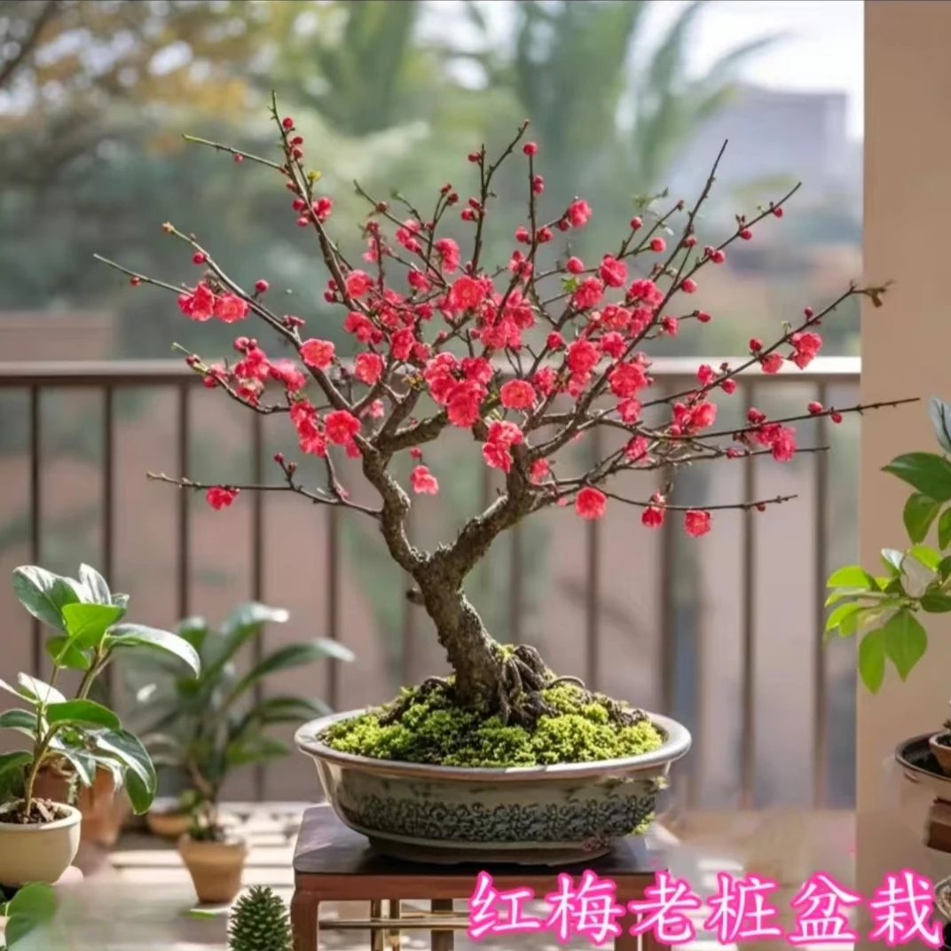 【15年老桩】梅花盆栽老桩红梅盆景花卉耐寒耐热植物室内阳台庭院四