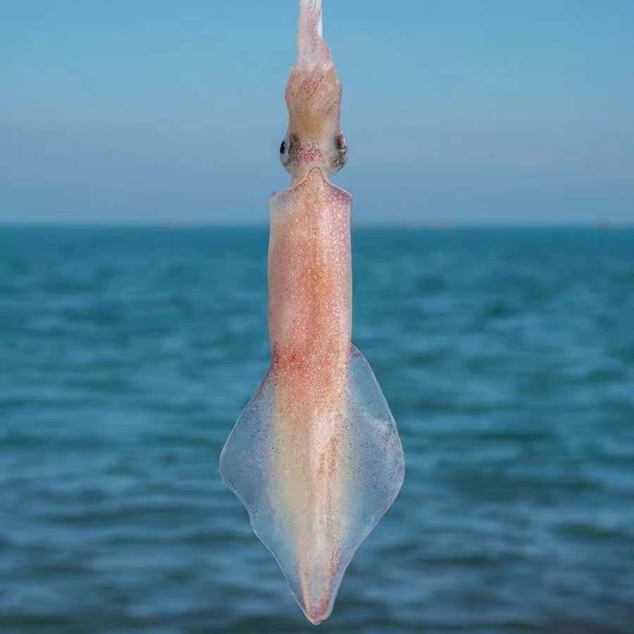 东山岛手钓大管大鱿鱼鲜活速冻刺身级白灼（3-5两/条）顺丰包邮