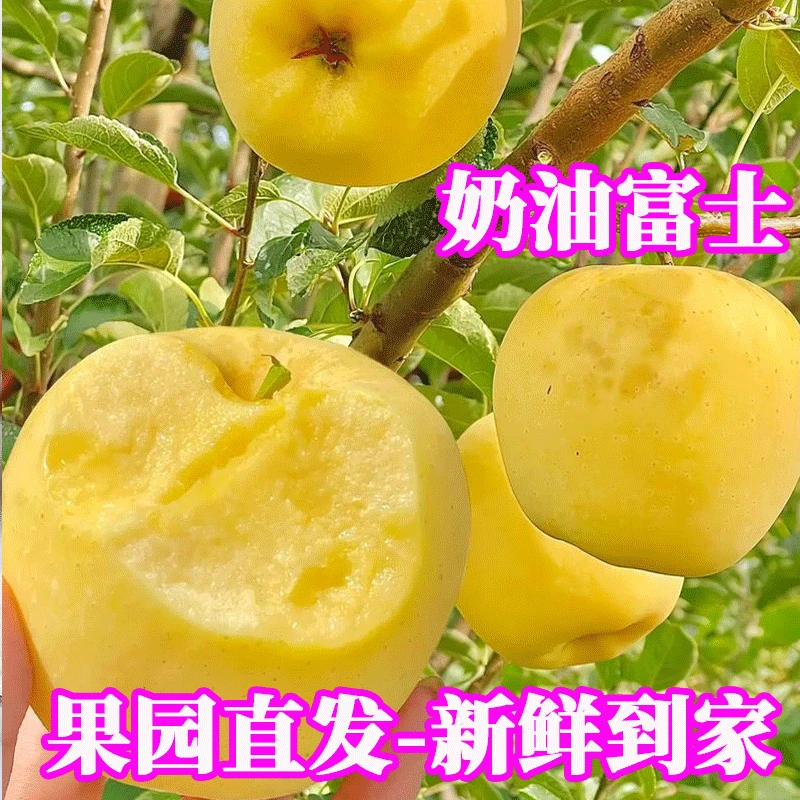 【曲村书记助农】24年黄金奶油富士苹果新鲜现摘现发3/5/9斤装