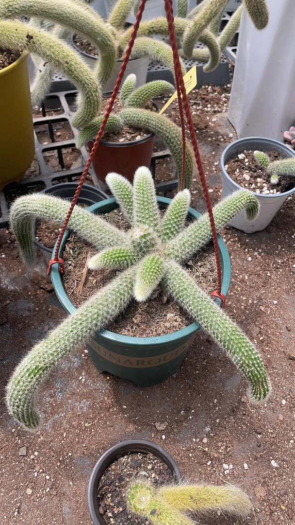 九尾狐 断尾无售后