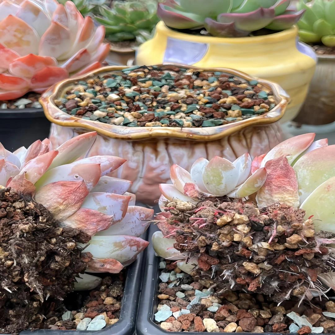 多肉颗粒土进口品氏泥炭配制疏松透气发根快适合多肉植物生长