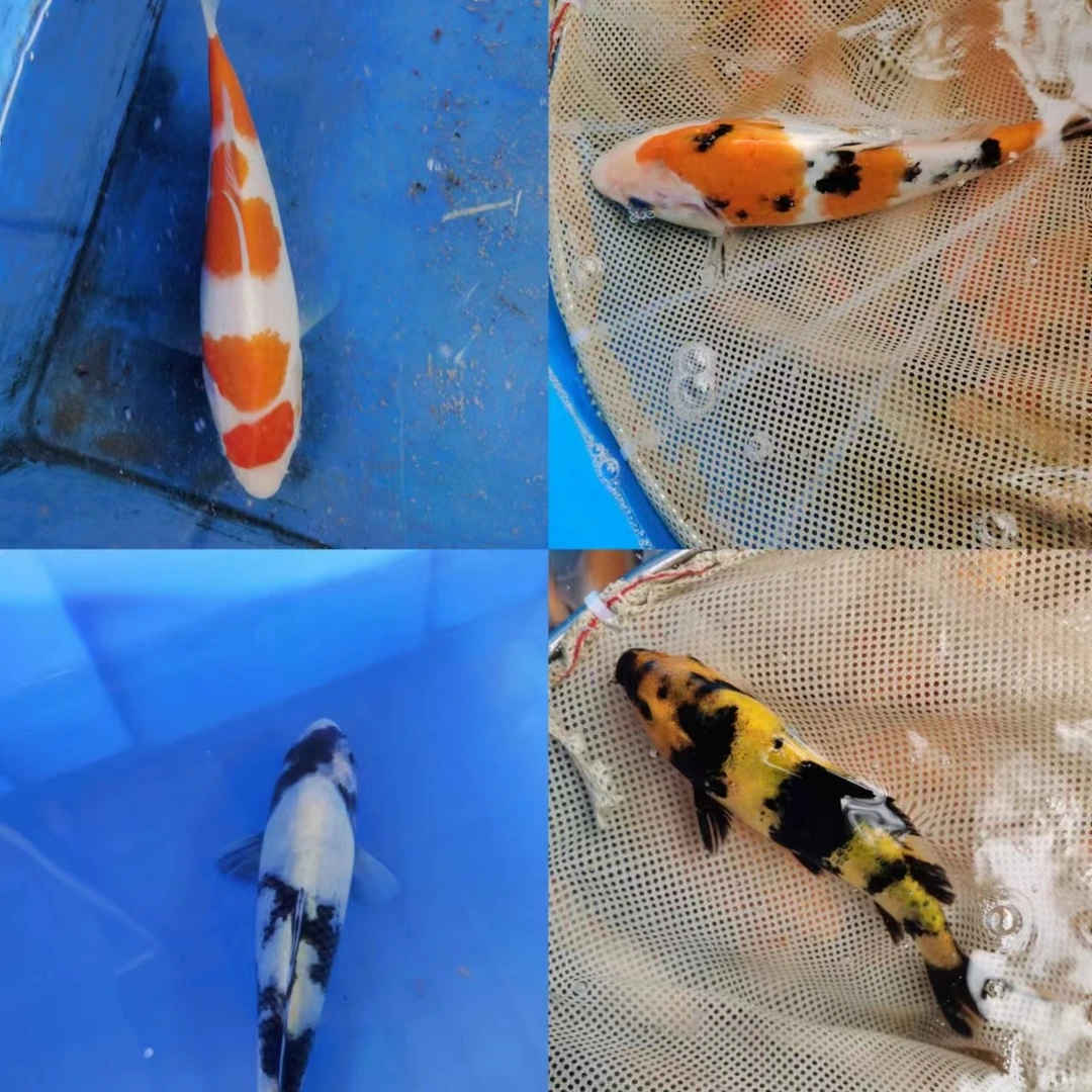 专业锦鲤养殖场自家产带血统体型好活力足红白昭和大正白写绯写