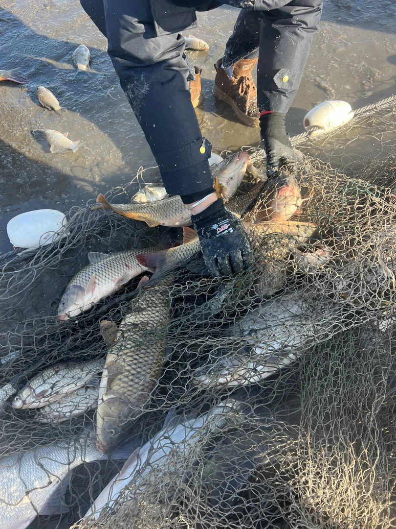 河水小杂鱼闲小不拍。