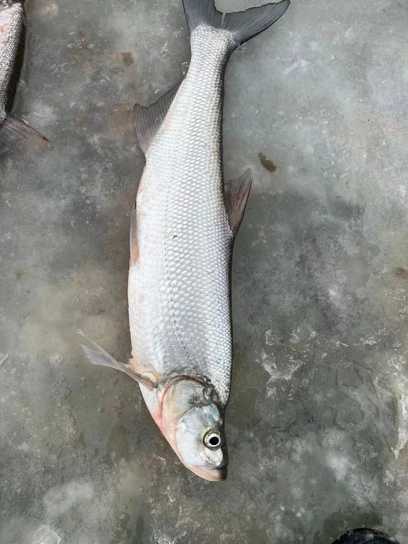 东北淡水生态大白鱼