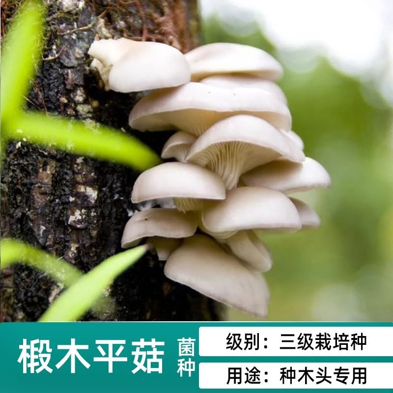 椴木平菇 专用木头种的平菇