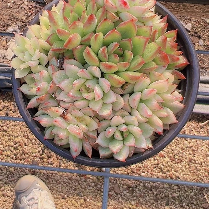 90盆口女雏锦【任意两单包邮发货】