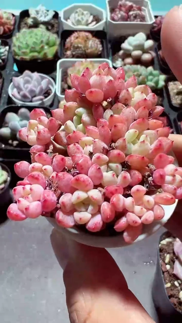 【闪购商品】红绣娘穴盘【累计满9.9包邮发货】