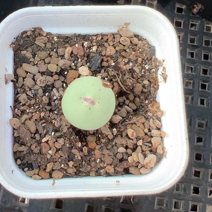 小红嘴【任意两单包邮发货】