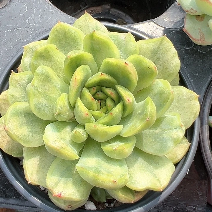 90冰天使锦【任意两单包邮发货】