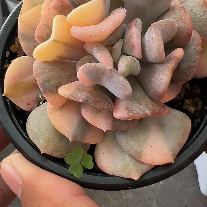 759号雪精灵锦【两单包邮发货】