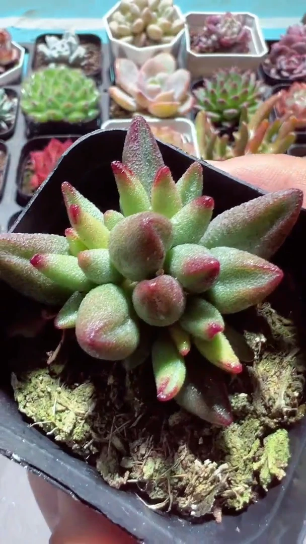 【闪购商品】小红嘴【累计满9.9包邮发货】