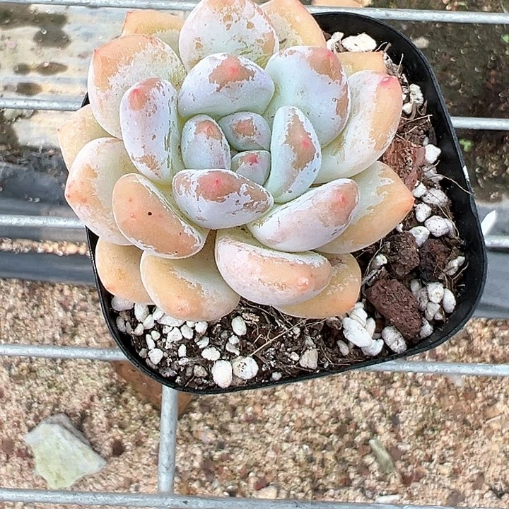 65香水梦露【任意单包邮发货】