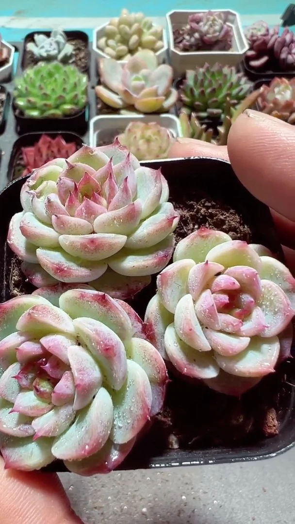 【闪购商品】三头天鹅绒【累计满9.9包邮发货】