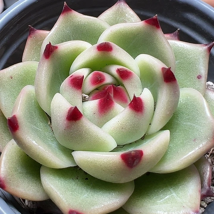 90盆口蓝龙【两单包邮】