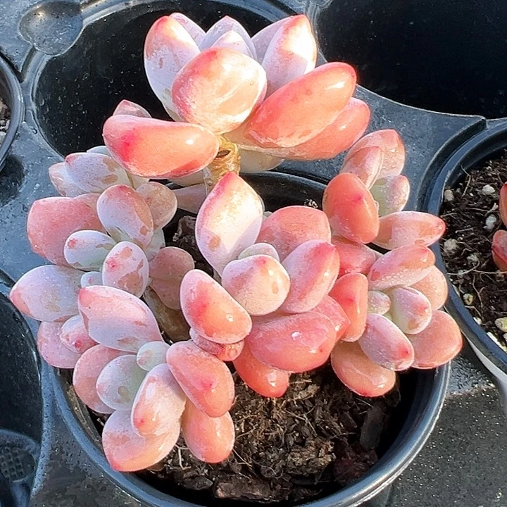 390号香水洛神【任意两单包邮发货】