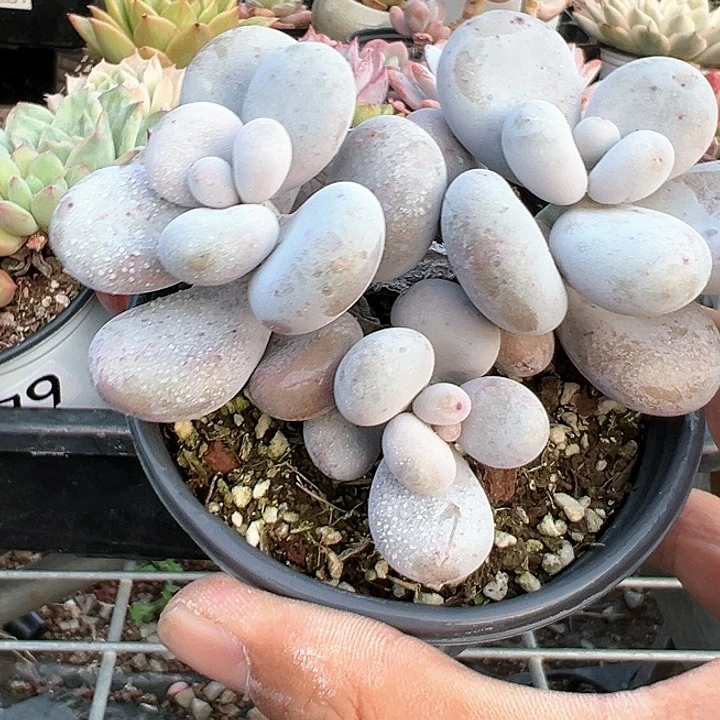 604号90盆口3头奶酪【任意两单包邮发货】