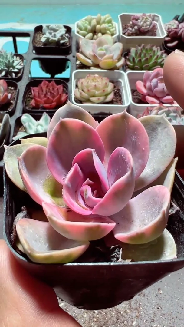 【闪购商品】彩虹【累计满9.9包邮发货】