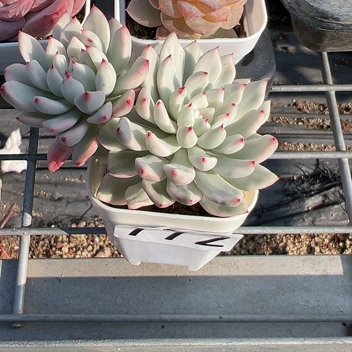 772号魅影锦【两单包邮】