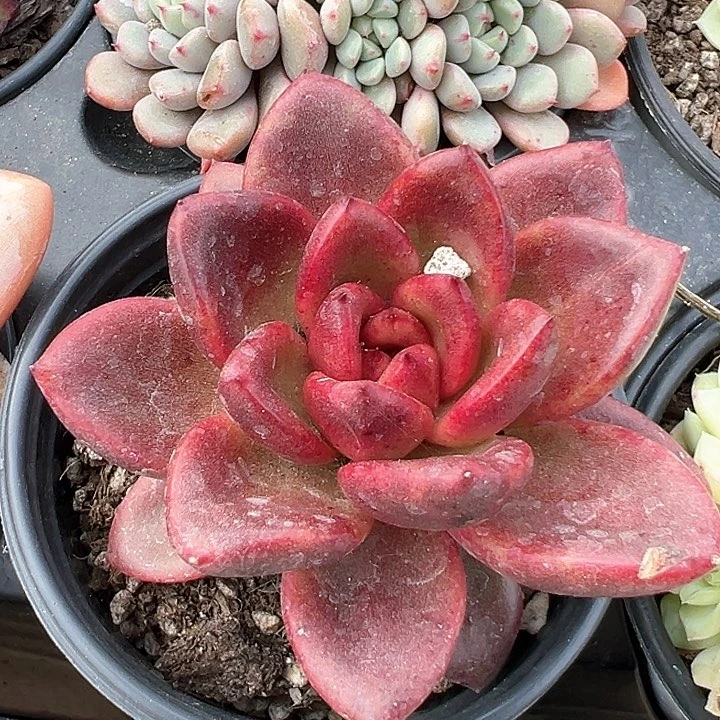 90盆口丰沛玫瑰【任意两单包邮发货】