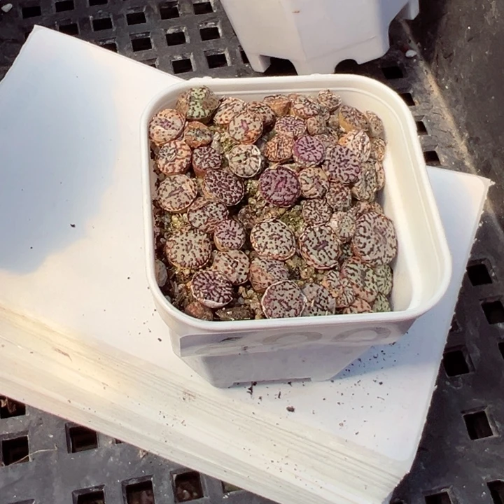 用****6690号安贞【任意两单包邮发货】