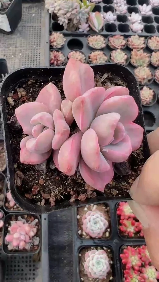 【闪购商品】彩虹糖锦【累计满9.9包邮发货】