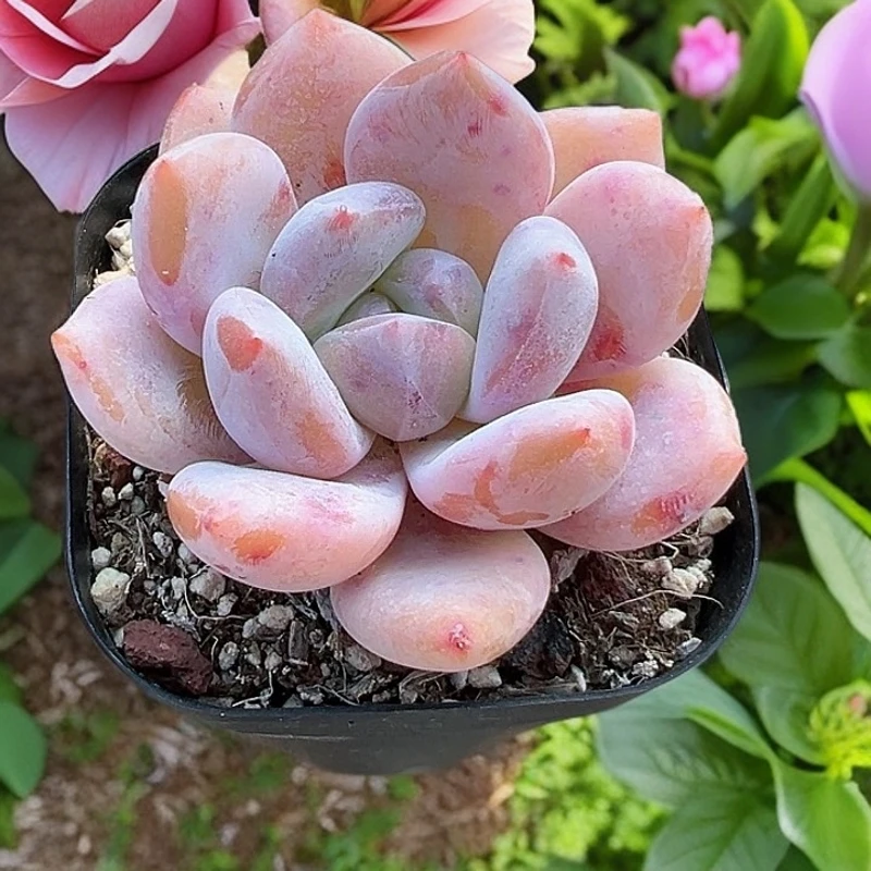 香水梦露  精品多肉办公室阳台绿植园艺盆栽花卉庭院多肉植物