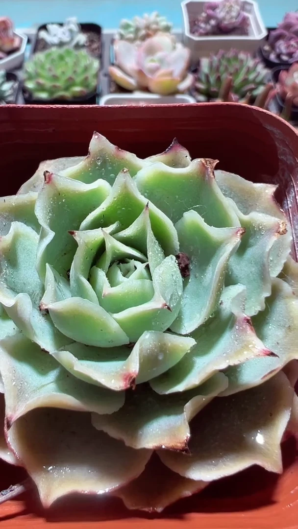 【闪购商品】蓝丝绒【累计满9.9包邮发货】